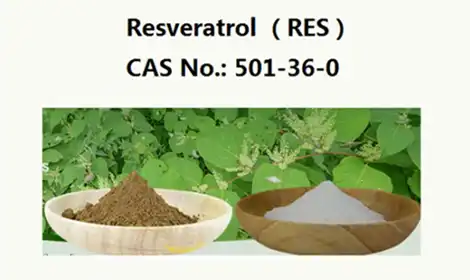 Resveratrol Powder Benefits for Heart and Brain Health